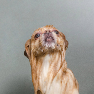 Illustration for article titled And now, warm your heart with some wet dogs before the holidays